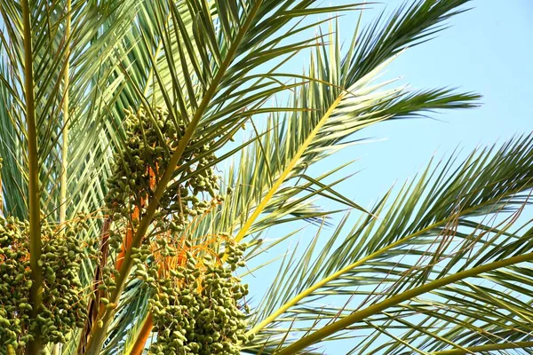Green leaves and fruits of the date palm. Palm tree background.