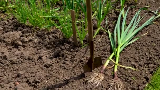 Young Garlic Roots Lying Garden Soil Collection Lyubasha Garlic Garden — Vídeos de Stock