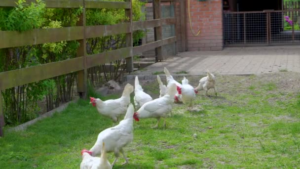 Csirkét Nevelni Egy Magánfarmon Tojás Hústermelésre Szánt Csirketartalom Tyúkólban — Stock videók