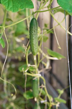 cucumbers ripen in the greenhouse. Home harvest. Harvest in the greenhouse. Homemade vegetables. Cucumbers in the greenhouse. Cucumbers on the branch.