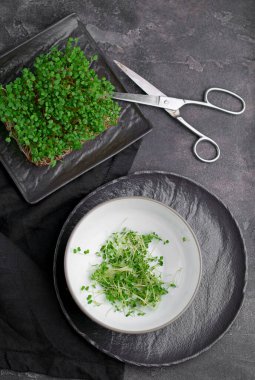 Siyah arkaplanda mikro yeşillik çeşitleri, kopyalama alanı, üst görünüm. Sağlıklı yaşam tarzı