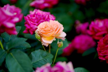 Siyah arka planda güzel kırmızı bir gül. Çiçek açan pembe gül yaprakları, yakın plan. Tatil, aşk, doğum günü. Bud yakın plan..