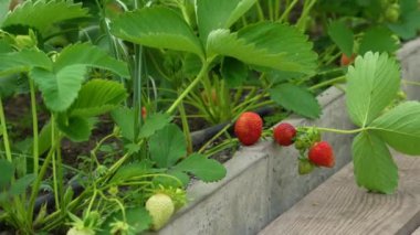 Sera bahçesinde taze taze, organik çilek hasadı. Tarım serası, organik tarım, böğürtlen ve meyve yetiştirme
