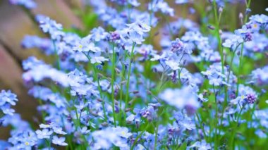 Unutma beni çiçekli makro güneş ışınlarında parlak yeşil yapraklar. Yeşil arka planda mavi çiçekler. Çiçek açan doğa arka planı. Myosotis Sylvatica 'nın yakın çekimi, küçük mavi çiçekler.