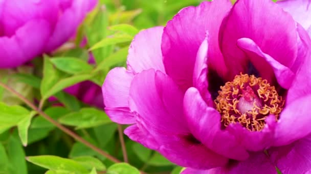 Велика Ніжна Рожева Квітка Півонії Дерева Освітлена Золотим Вечірнім Сонцем — стокове відео