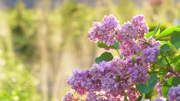 System Podlewania Roślin Gałąź Kwiatów Lilii Kwiatowe Tło Naturalne Wiosna — Wideo stockowe