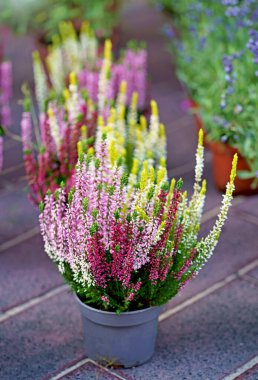 Tohumların yakın çekimi: pembe ve beyaz fundalık, topraklı bir tencerede