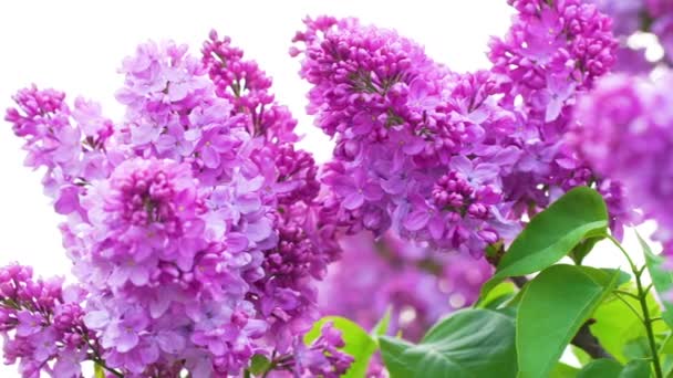 Bela Floração Lilás Luzes Solares Brilhantes Vista Tranquila Charmosas Flores — Vídeo de Stock