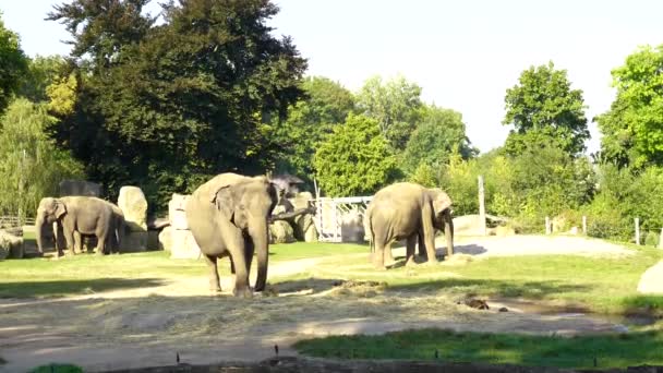 Prag Hayvanat Bahçesindeki Filler Hayvanat Bahçesi Meraklıları Için Fotoğraf Hayvan — Stok video