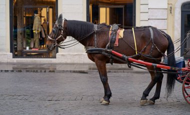 Piazza di Spagna 'da at arabası turistleri bekliyor. At arabası Botticelle olarak da bilinir..