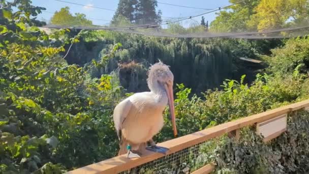 Momento Único Pelicano Branco Jardim Zoológico Praga Convidando Hóspedes Enquanto — Vídeo de Stock