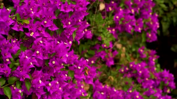 ブーゲンビル 花が咲きました Red Bougainvilleaスペクタビルは ぼやけた背景を持つ素晴らしいブーゲンビルアの花です 自然の背景 — ストック動画