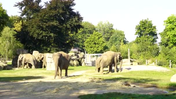 Prag Hayvanat Bahçesindeki Filler Hayvanat Bahçesi Meraklıları Için Fotoğraf Hayvan — Stok video