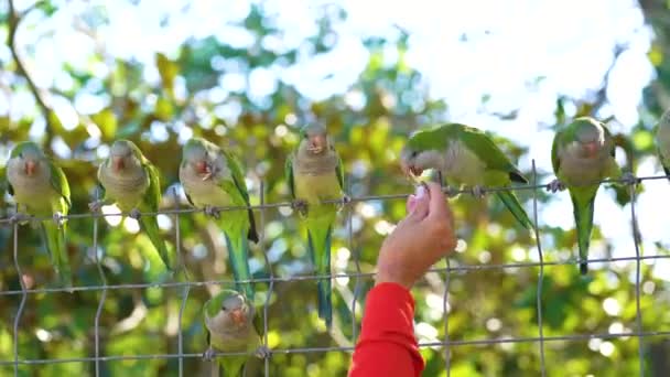 バルセロナの公園で 小さな緑色のオウムは 鳩と一緒にバルセロナの公園で自由にローミングします 人々は公園で鳥を養うことができます — ストック動画