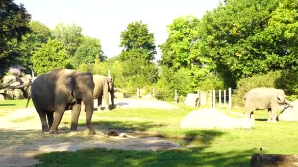 Elephants Prague Zoo Photo Zoo Enthusiasts Promotions Highlighting Animal Care — Stock Video