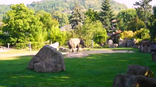 Elephants Prague Zoo Photo Zoo Enthusiasts Promotions Highlighting Animal Care — Stock Video