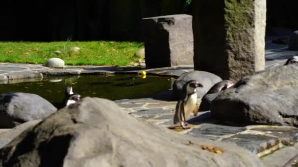 Xplore Encantador Mundo Los Pingüinos Reales Zoológico Praga Donde Estas — Vídeo de stock
