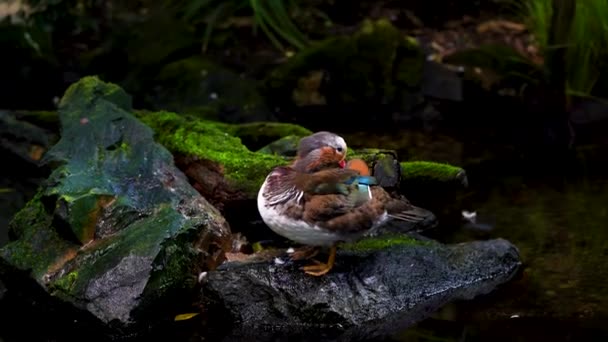 布拉格动物园里 一只可爱的小鸭子在她奇异的鸟池里 — 图库视频影像