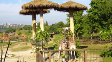 Avrupa 'nın en iyi hayvanat bahçelerinden biri. İyi organize edilmiş bir işlem. Hayvanat bahçesi koruma çabalarını sergilemek için ideal bir görüntü