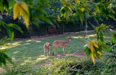 Keçi. Prag Hayvanat Bahçesi dünyanın en iyi hayvanat bahçelerinden biridir. Çocuğu olan genç bir keçi. Çek Cumhuriyeti Prag 'da bir hayvanat bahçesi. Gezegendeki en iyi hayvanat bahçelerinden biri.