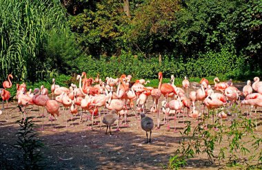 Hayvanat bahçesi. Hayvanat bahçesinde pembe flamingolar. Bahçedeki açıklıkta Pembe Karayip flamingoları sürüsü