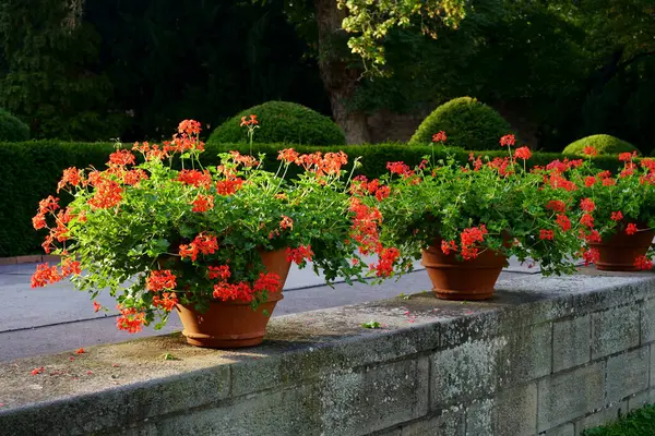 城市里的观赏植物 布拉格街上的花盆里放着红色的天车菊 美丽的红色天琴座在夕阳西下盛开 著名的带天麻的阳台壶 免版税图库照片