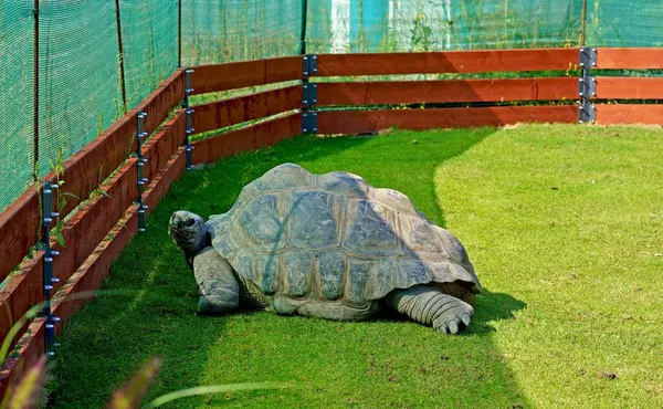 大陆龟在一片绿色的草地上有一只巨大的陆龟 洗净的腿 长长的脖子 褶皱的皮肤都藏在一个巨大的外壳里 免版税图库图片