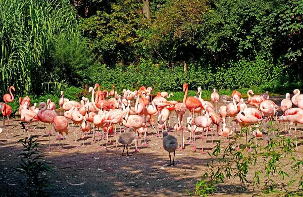 动物园 动物园里的粉红火烈鸟在花园里的一块空地上 成群的粉色加勒比火烈鸟 免版税图库图片