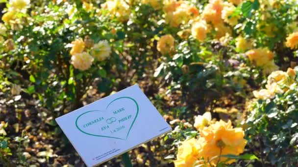 Rose Garden Schoenbrunn Palace Park People Dedicate Note Bush Flowers — Stock Video