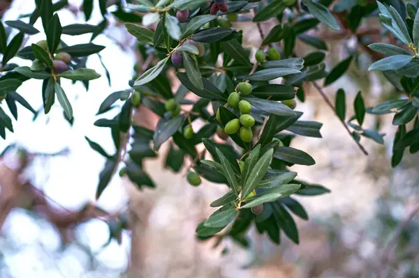 Azeitonas Azeitona Verde Com Frutos — Fotografia de Stock