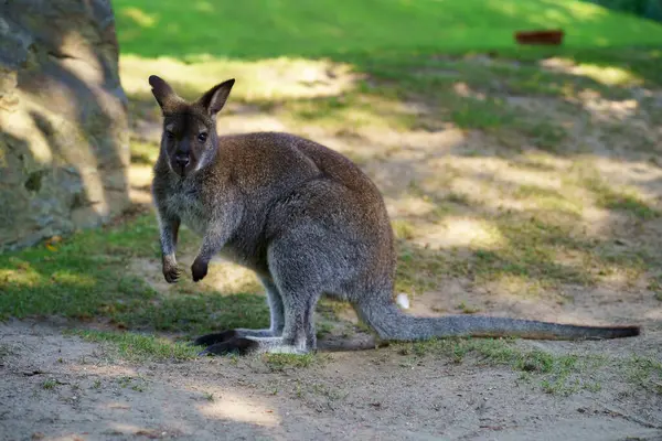 Close encounter between visitors and exotic animals. A small kangaroo on the grass. Contact with animals.