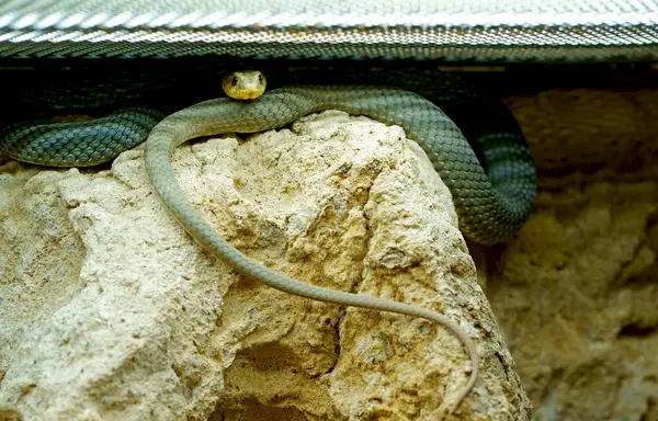 Snake Zostaje Przywiązany Kamieni Terrarium Patrząc Kamerę Zdjęcia Stockowe bez tantiem