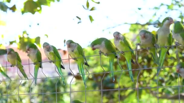 巴塞罗那公园里的鹦鹉小绿鹦鹉和鸽子一起自由地在单胞菌公园里漫游 人们可以在公园里喂鸟 — 图库视频影像