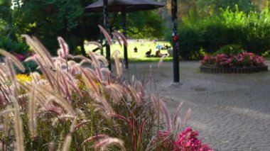 Viyana Central Park, uzak insanların çimlerin üzerinde dinlendiği sakin bir vaha. Ön planda, sallanan güzel otlar sükunet ekler.