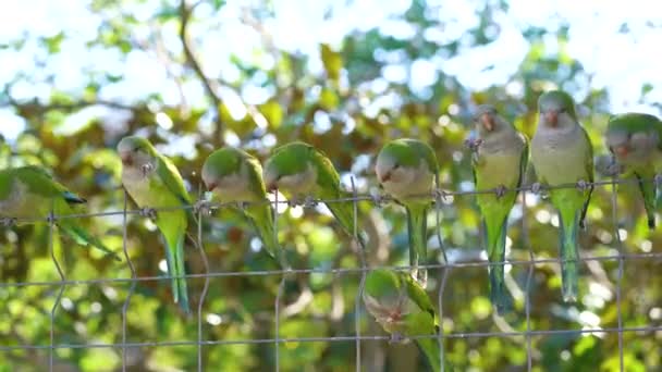 巴塞罗那公园里的鹦鹉小绿鹦鹉和鸽子一起自由地在单胞菌公园里漫游 人们可以在公园里喂鸟 — 图库视频影像