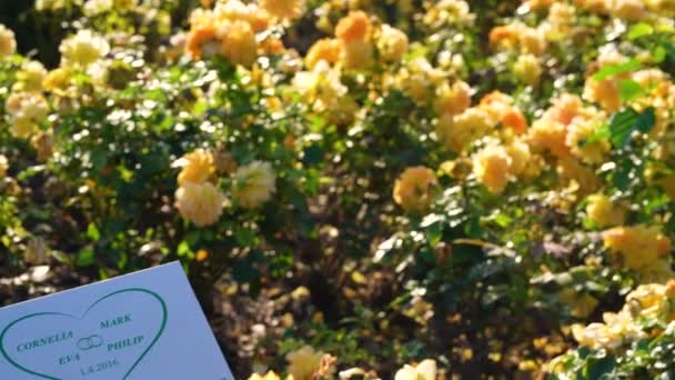新不伦宫公园的玫瑰花园 人们献给他们所爱的人一张便条和一束鲜花 — 图库视频影像