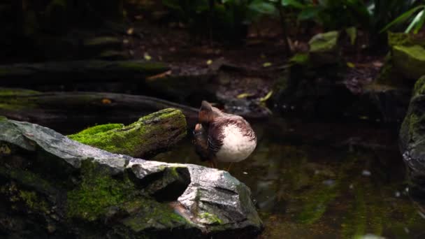 Милая Утка Своем Экзотическом Птичьем Пруду Пражском Зоопарке — стоковое видео