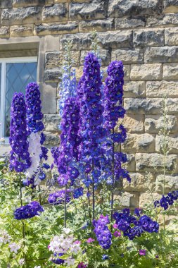 Bir kır evinde çiçek açan uzun Delphinium bitkileri.