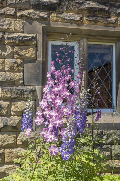 Bir Kır Evinde Çiçek Açan Uzun Delphinium Bitkileri — Stok fotoğraf
