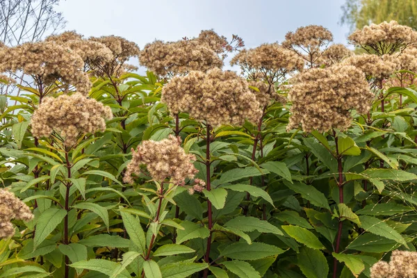 Tall Flowering Plant Joe Pye Weed Eutrochium Genus Late Season — Stock Photo, Image