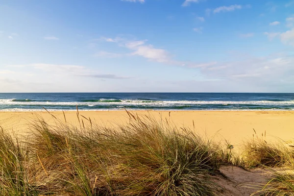 stock image Windswept coastal dunes with dense, spiky tufts of Marram grass.