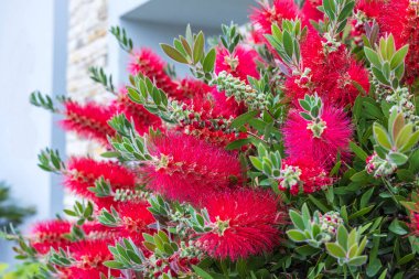 Callistemon sitrinus Splendens 'in parlak kırmızı, şişe fırçası gibi çivileri..
