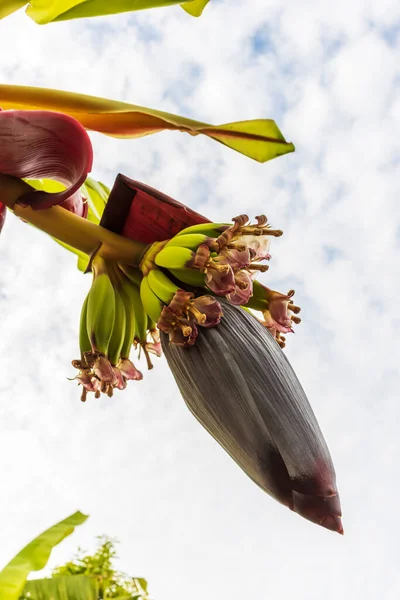 Zbliżenie Kwiatów Bananów Pełnych Nektaru Bananowym Sercem — Zdjęcie stockowe