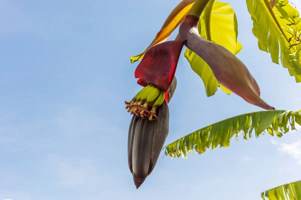 Крупный План Банановых Цветов Полных Нектара Банановым Сердцем — стоковое фото