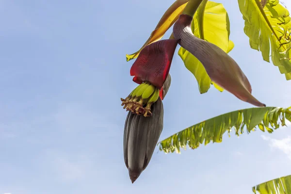 Zbliżenie Kwiatów Bananów Pełnych Nektaru Bananowym Sercem Obrazek Stockowy
