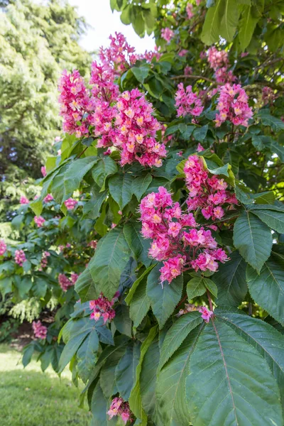 stock image Branch of a Horse-chestnut tree with pink flowers.