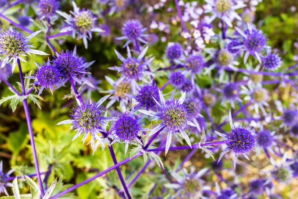 Canlı mavi Eryngium ya da Sea Holly Bahçedeki küçük çiçekler.