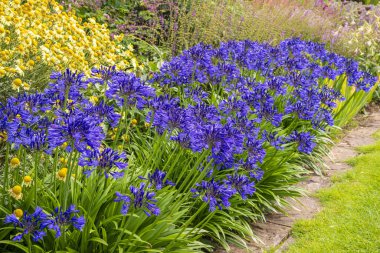 Bahçelerin bitkisel sınırında yetişen koyu mavi agapanthus..