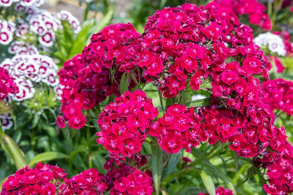 Dianthus Barbatus 'un kırmızı çiçekleri, tatlı William, Caryophyllaceae familyasından bir bitki türü..