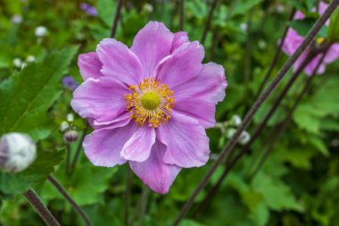 Closeup flower of easy-to-grow perennials Japanese anemones, botanical name: Anemone hupehensis, Anemone  hybrida. clipart